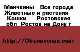 Манчкины - Все города Животные и растения » Кошки   . Ростовская обл.,Ростов-на-Дону г.